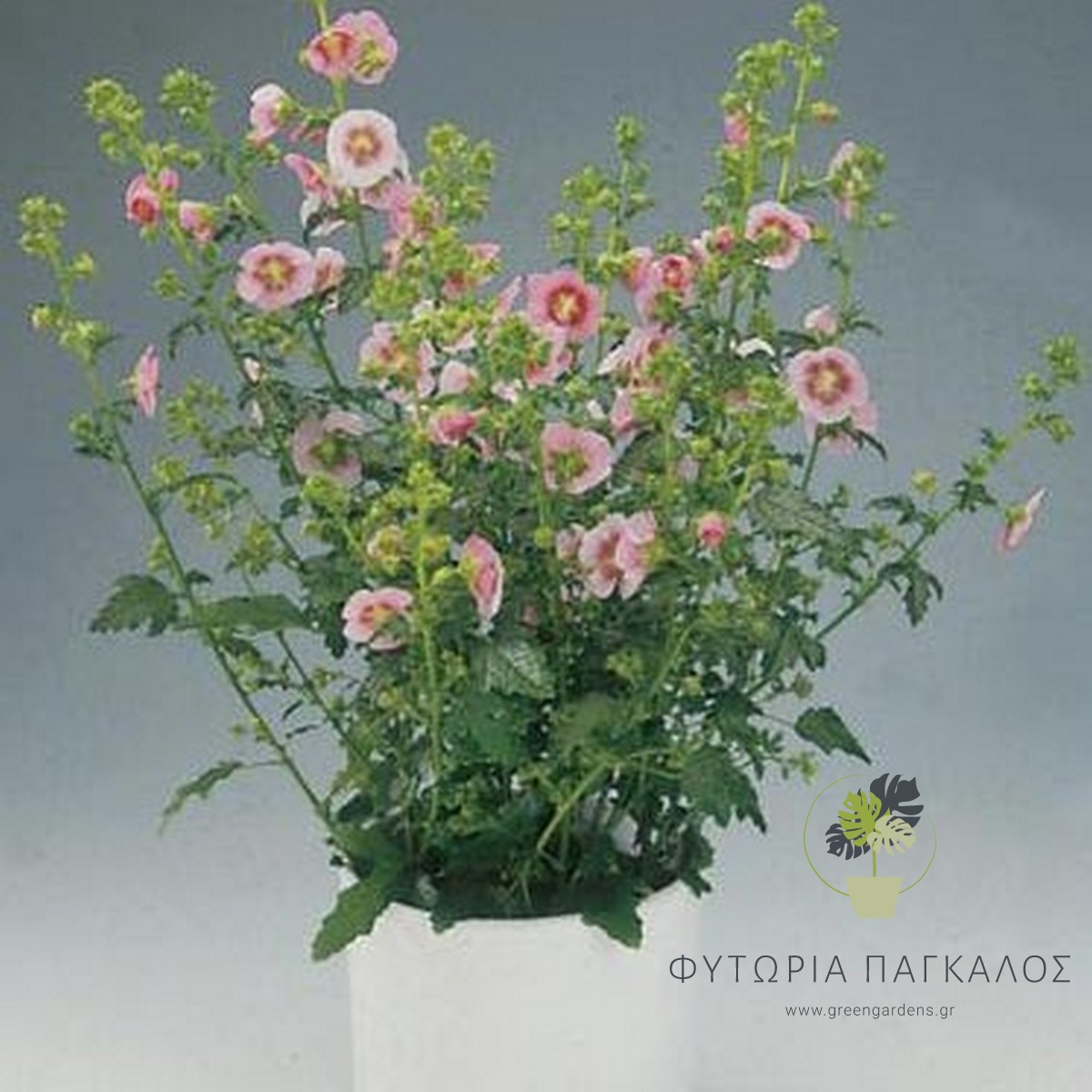 🌷 ΑΝΙΣΟΝΤΟΤΕΑ – Anisodontea capensis - 4